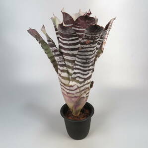 4. エクメア ☆ Aechmea chantinii Black Ice seedling ★ タンクブロメリアの画像5