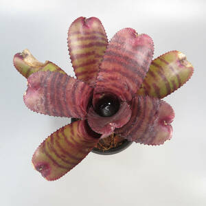 ネオレゲリア ☆ Neoregelia Red Tiger ★ タンクブロメリア