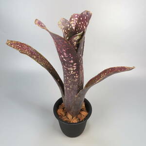 ビルベルギア ☆ Billbergia 'Ole' Hybid ★ タンクブロメリア