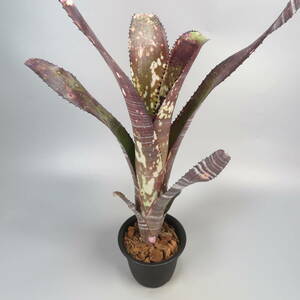 ビルベルギア ☆ Billbergia Domingos Martins x Hallelujah ★ タンクブロメリア