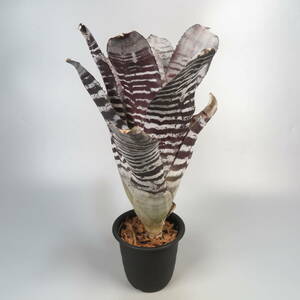 2. エクメア ☆ Aechmea chantinii Black Ice seedling ★ タンクブロメリア