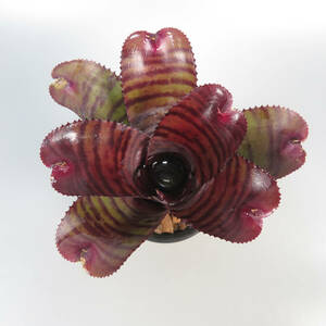 ネオレゲリア ☆ Neoregelia Red Tiger ★ タンクブロメリア