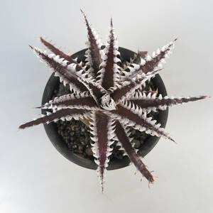 7. ディッキア ★ Dyckia Dyckia Jaws x (Squid x dawsonii) #PSE29 lithium* Hybrid