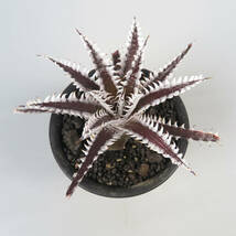 7. ディッキア ★ Dyckia Dyckia Jaws x (Squid x dawsonii) #PSE29 lithium* Hybrid_画像3