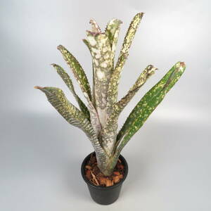 ビルベルギア ☆ Billbergia Limestone ★ タンクブロメリア