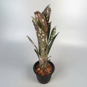  Bill bell gear * Billbergia Kolan Blushing Moon * tanker brome rear 