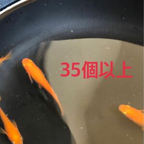 楊貴妃　有精卵35個以上