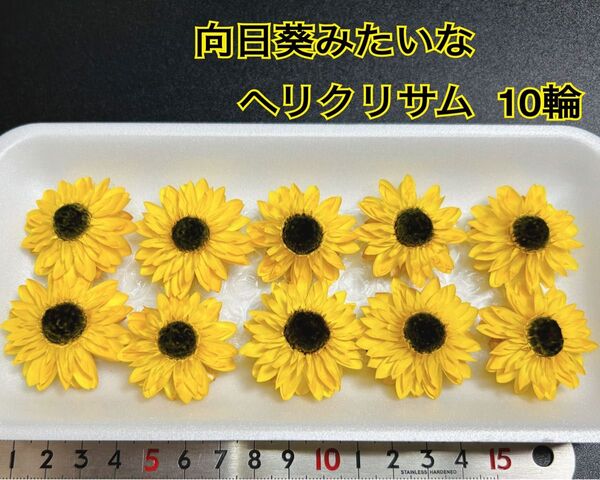 向日葵みたいなヘリクリサム 小10輪