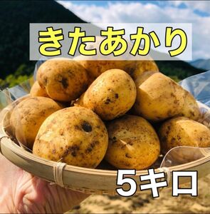 野菜　じゃがいも　新じゃが　きたあかり　5kg