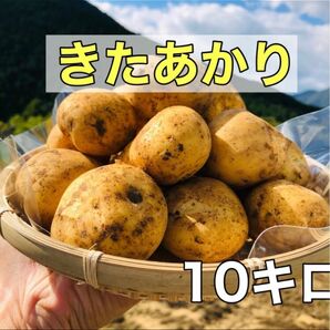 【お買い得】　野菜　じゃがいも　新じゃが　きたあかり　10kg