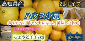 高知県産　ハウス小夏　2Lサイズ　約2kg 　送料無料　お買い得(^^)