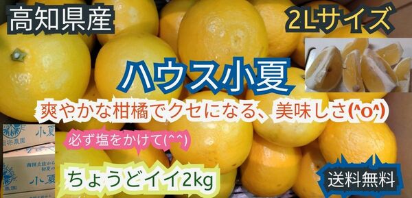 高知県産　ハウス小夏　2Lサイズ　約2kg 　送料無料　お買い得(^^)