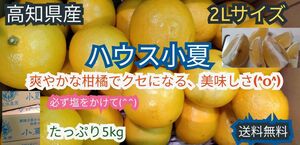 高知県産　ハウス小夏　2Lサイズ　5kg 　送料無料　お買い得(^^)