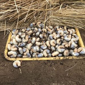 55匹★宮城県産カブトムシ幼虫 今季最終の画像1