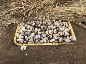 55匹☆宮城県産カブトムシ幼虫 