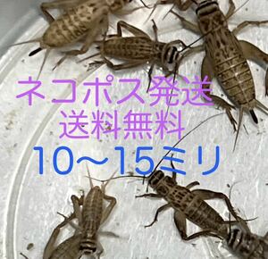 10〜15mm 100匹+10% 生き餌　ヨーロッパイエコオロギ　コオロギ