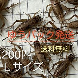 コオロギ 15～20㎜ Lサイズ 200匹+保10％ ヨーロッパイエコオロギ 【ゆうパック発送・送料無料】の画像1