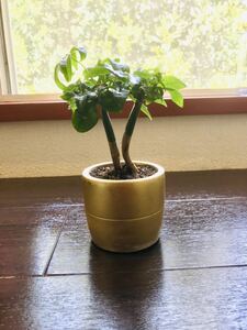 パキラ幸運の木　観葉植物 写真現物 ゴールドポット直径8cm高さポット下から18cm