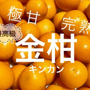 極甘金柑、完熟キンカン！200g! 日本最高級！無農薬