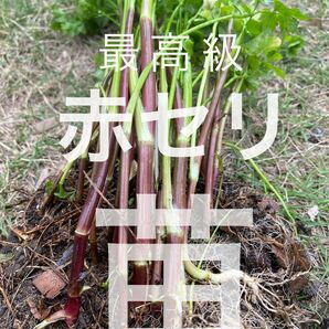販売再開　山菜のキング！貴重な赤セリ 　2年生苗　今が植えどき！　１５苗
