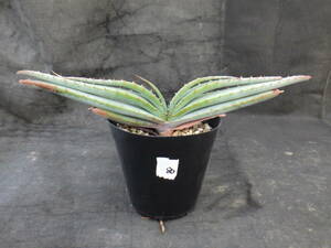  aloe sp rough . rear -ta3.5 number potted plant 