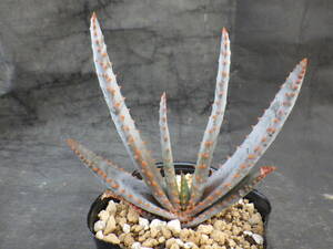 6　アロエ　コンプレッサ　シストフィラ　3号ポリポット植え　Aloe compressa var.schistophila