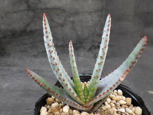 7　アロエ　コンプレッサ　シストフィラ　3号ポリポット植え　Aloe compressa var.schistophila