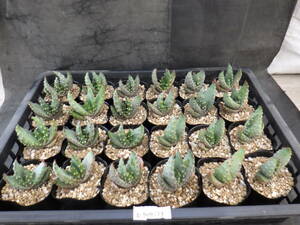 12　アロエ　クロウジアナ　Aloe aculeata var.crousiana　3号ポリポット植え　24鉢セット