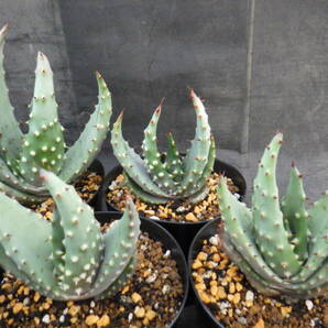 13 アロエ クロウジアナ Aloe aculeata var.crousiana 3.5号鉢植え 12鉢セットの画像4