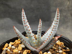 4　アロエ　コンプレッサ　シストフィラ　3号ポリポット植え　Aloe compressa var.schistophila