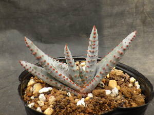 5　アロエ　コンプレッサ　シストフィラ　3号ポリポット植え　Aloe compressa var.schistophila