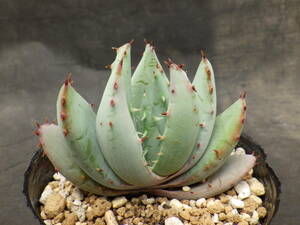 2 aloe peg relae3 number poly- pot ..