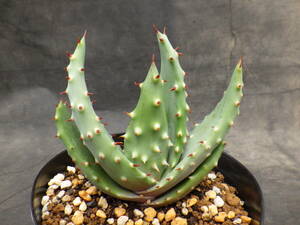 1　アロエ　クロウジアナ　Aloe aculeata var.crousiana　3.5号鉢植え