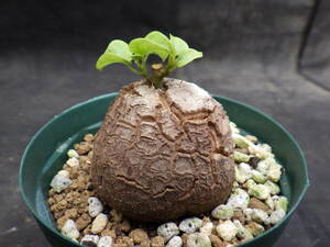 1　亀甲竜　Dioscorea elephantipes　アフリカ亀甲竜　３号鉢植え