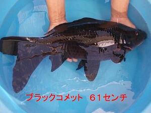 オリジナル餌　道　１キロ　　　　Ｓサイズのみ量り売り　浮上 