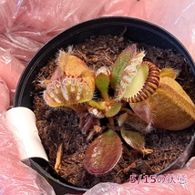 ☆1円スタート☆139 セファロタス 植物☆Cephalotus follicularis (セファロタスフォリキュラリス)/食虫植物_画像6