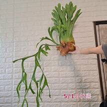 ☆輸入直後☆153XL ビカクシダ 植物（大株+）☆Platycerium coronarium (プラティケリウム コロナリウム)South Sumatera/麋角羊歯_画像9