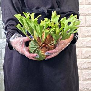 *4/27 import *35 staghorn fern plant *Platycerium ridleyi ( pra tikeliumlido Ray )Center Borneo Wild/. angle . tooth 