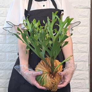 *4/27 import *102L staghorn fern plant *Platycerium ridleyi ( pra tikeliumlido Ray )Center Borneo Wild/. angle . tooth 