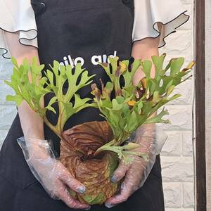 *4/27 import *112+ staghorn fern plant *Platycerium ridleyi ( pra tikeliumlido Ray )Center Borneo Wild/. angle . tooth 