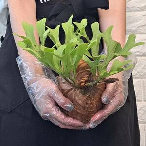 *4/27 import *113 staghorn fern plant *Platycerium ridleyi ( pra tikeliumlido Ray )Center Borneo Wild/. angle . tooth 