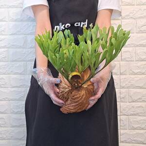 *4/27 import *35L staghorn fern plant *Platycerium ridleyi ( pra tikeliumlido Ray )Center Borneo Wild/. angle . tooth 