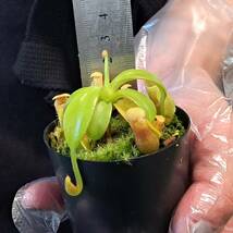 ☆1円スタート☆39 ネペンテス 植物☆Nepenthes macrophylla clone 23, Gunung Trusmadi, 2550 m [BCP ID# N1998-23] _画像2