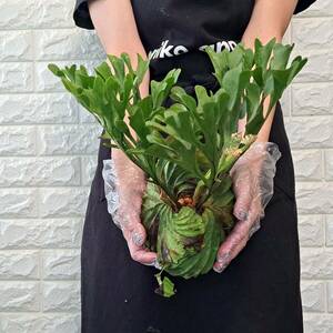 * import immediately after *142L staghorn fern plant *Platycerium ridleyi ( pra tikeliumlido Ray )Center Borneo Wild/. angle . tooth 