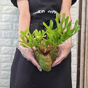 * import immediately after *152+ staghorn fern plant *Platycerium ridleyi ( pra tikeliumlido Ray )Center Borneo Wild/. angle . tooth 