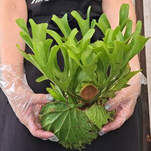 * import immediately after *163+ staghorn fern plant *Platycerium ridleyi ( pra tikeliumlido Ray )Center Borneo Wild/. angle . tooth 