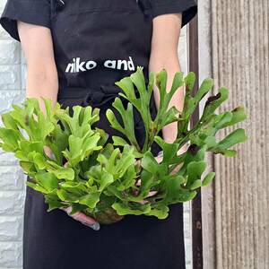 * import immediately after *176L staghorn fern plant *Platycerium ridleyi ( pra tikeliumlido Ray )Center Borneo Wild/. angle . tooth 