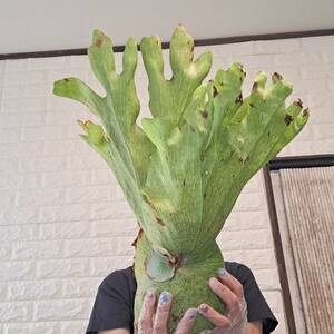 * import immediately after *122L staghorn fern plant *Platycerium wandae ( pra tikelium one dae)Papua Wild/. angle . tooth 