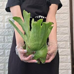 ☆輸入直後☆124L ビカクシダ 植物☆Platycerium wandae (プラティケリウム ワンダエ)Papua Wild/麋角羊歯