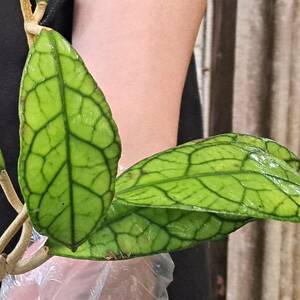 ☆輸入直後☆113L ホヤ 植物☆Hoya Tanggamus（ホヤ タンガムス）sumatra/ガガイモ